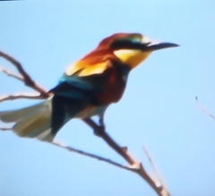 Merops apiaster