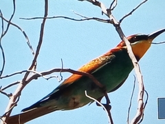 Merops apiaster