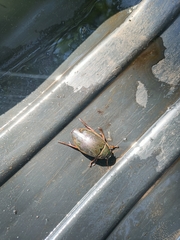 Dytiscus marginalis marginalis