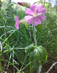 Silene dioica