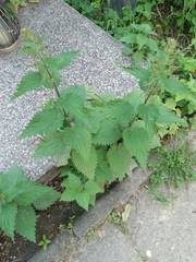 Urtica dioica