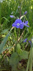 Veronica chamaedrys