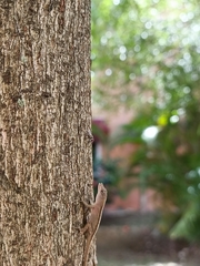Anolis