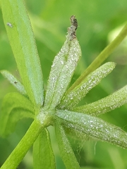 Peronospora hiemalis
