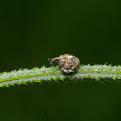 Cardipennis shaowuensis