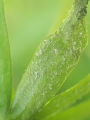 Peronospora hiemalis