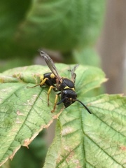 Ancistrocerus parietum