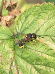Ancistrocerus parietum