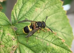 Ancistrocerus parietum