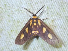 Pseudeuchromia maculifera