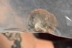 Abrothrix olivacea
