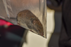 Abrothrix olivacea