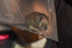 Abrothrix olivacea
