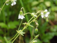 Geranium asiaticum