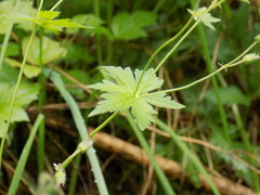 Geranium asiaticum