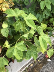 Gossypium barbadense