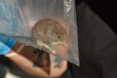 Abrothrix olivacea