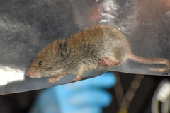 Abrothrix olivacea