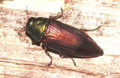 Eurythyrea austriaca