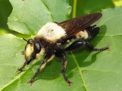 Laphria grossa