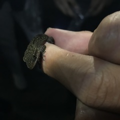 Cyrtodactylus marmoratus