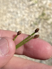 Eleocharis ovata