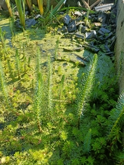 Hippuris vulgaris