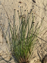 Eleocharis ovata