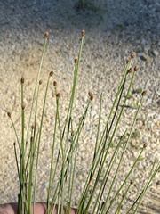 Eleocharis ovata