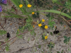 Crepis neglecta