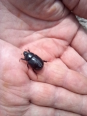 Phyllognathus excavatus