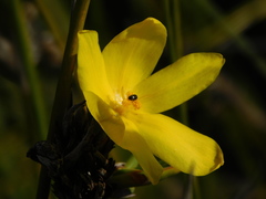 Bobartia longicyma