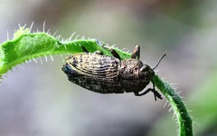 Poecilonota variolosa
