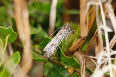 Nomophila corticalis