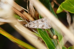 Nomophila corticalis