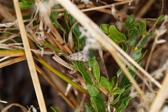 Nomophila corticalis