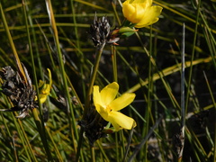 Bobartia longicyma