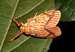 Barsine striata