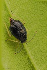 Slaterocoris