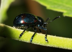 Platycorynus undatus