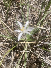 Leucocrinum montanum