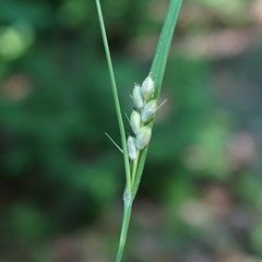Carex oligocarpa