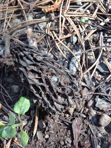 iNaturalist observation photo of true morels