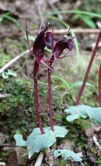 Corybas puniceus