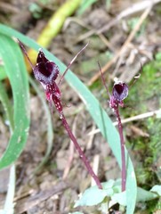 Corybas puniceus
