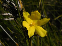 Bobartia longicyma