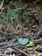 Corybas puniceus