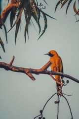 Icterus cucullatus