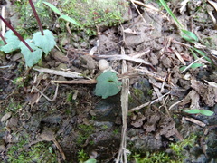 Corybas puniceus