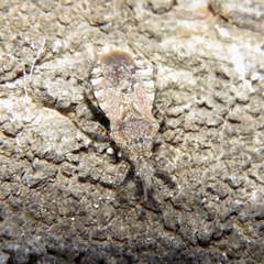 Coranus griseus